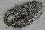 Calymene Niagarensis Trilobite - New York #99035-3